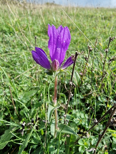 Campanula glomerata, 2026-10-19
