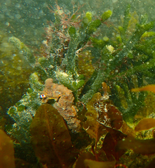 Hippocampus breviceps