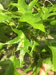 Callirhytis favosa
