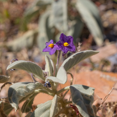 Solanum quadriloculatum