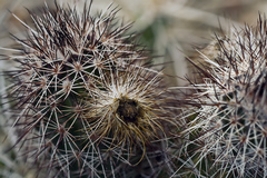 Echinocereus chisosensis