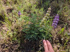 Lupinus microcarpus