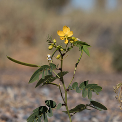 Senna planitiicola