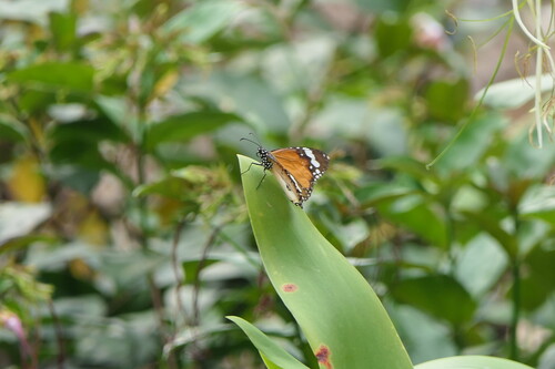Danaus chrysippus chrysippus