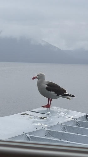 Leucophaeus scoresbii, 2026-10-17
