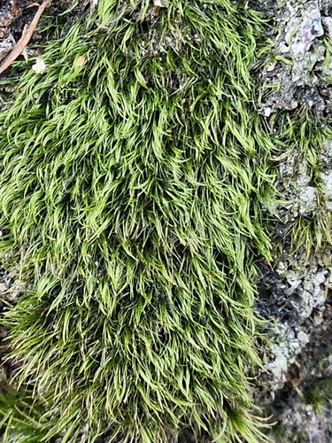 Paraleucobryum longifolium observed 2026-10-19