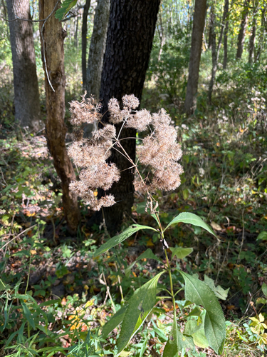 Eutrochium purpureum, 2026-10-18