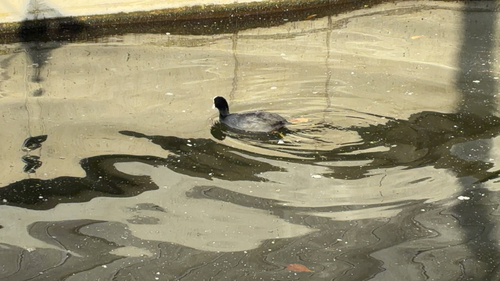 Common Coot