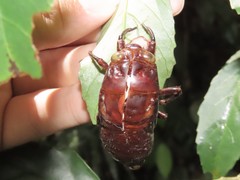 Cryptotympana holsti