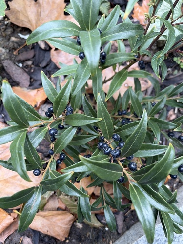 Sarcococca, 2026-10-19