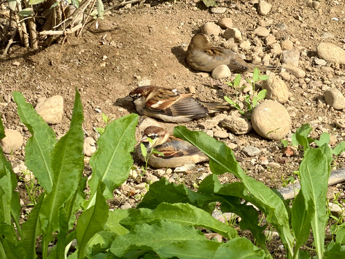 Italian Sparrow