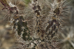 Echinocereus chisosensis