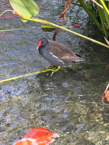 Eurasian Moorhen