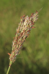 Ischaemum guianense