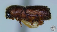 Orthotomicus caelatus image