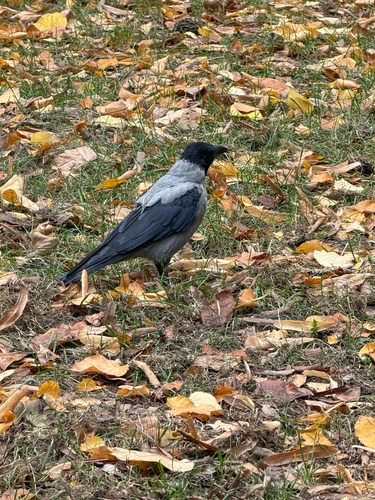 Hooded Crow