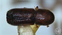 Orthotomicus caelatus image