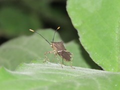 Cletomorpha simulans