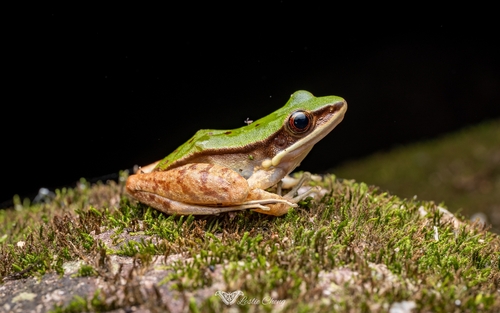 Longtoushan Large Odorous Frog