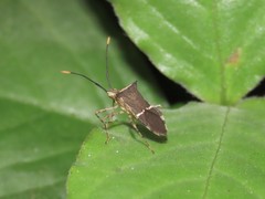 Cletomorpha simulans