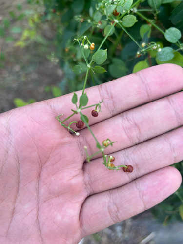 Rubia cordifolia observed 2026-10-19