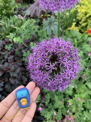 Allium giganteum