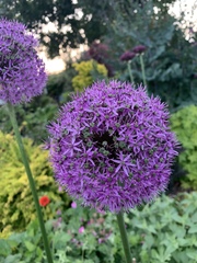 Allium giganteum