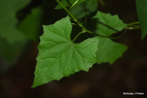 Zehneria cunninghamii observed 2026-10-14
