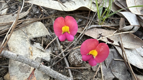 Chorizema rhombeum, 2026-10-19