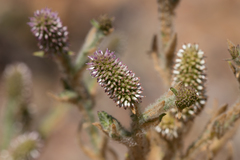 Pterocaulon serrulatum