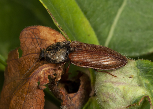 Photograph of Needle-duff Click Beetle