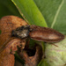 Needle-duff Click Beetle - Photo (c) Karl Kroeker, some rights reserved (CC BY-NC), uploaded by Karl Kroeker