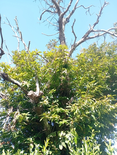 Sweet Chestnut