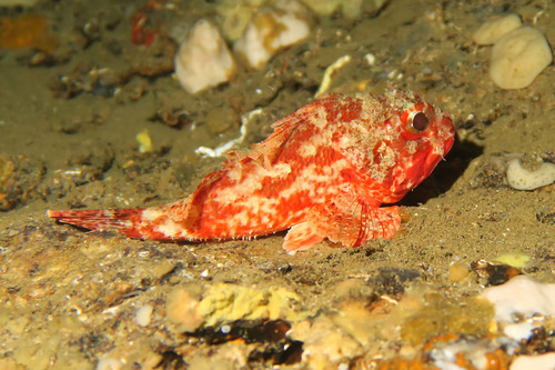 Small Red Scorpionfish