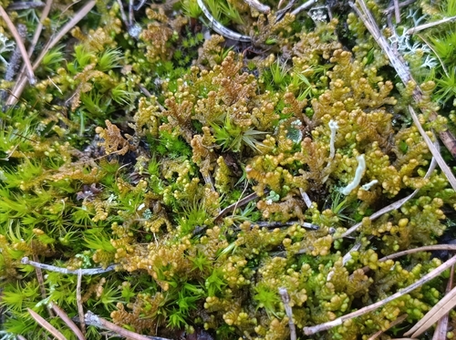 Ptilidium ciliare observed 2026-10-19