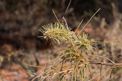Hakea chordophylla