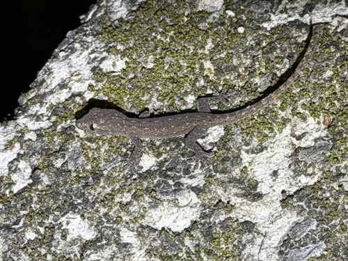 Hemidactylus garnotii observed 2026-10-19