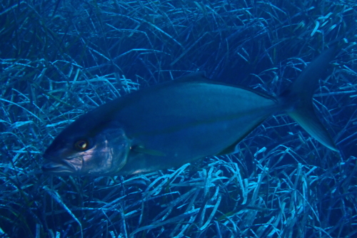 Greater Amberjack