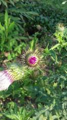Cirsium mexicanum