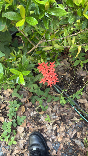 Ixora coccinea observed 2026-10-19