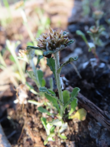 Euchiton sphaericus observed 2026-10-19