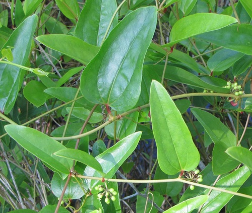 Smilax walteri