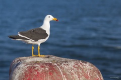 Larus belcheri