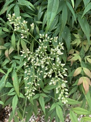 Nandina domestica