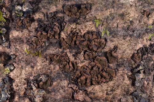 Hypoxylon cercidicola observed 2026-10-19
