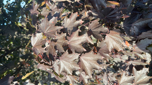 Norway maple