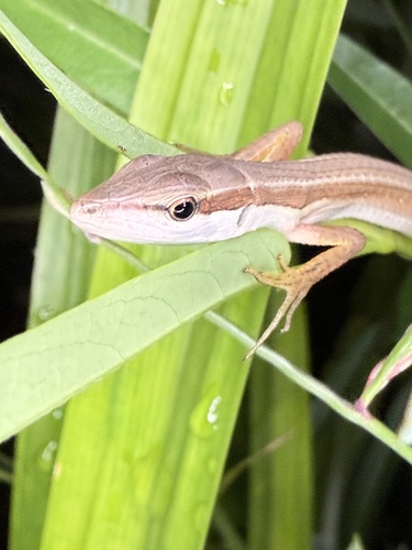 Takydromus sexlineatus observed 2026-10-19