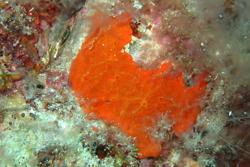 Oyster Sponge