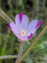 Clarkia affinis