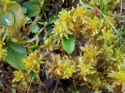 Sphagnum denticulatum observed 2026-10-15